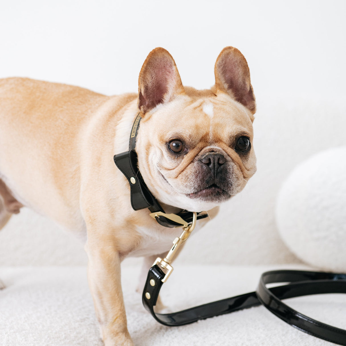 Frenchie Vegan Leather Collar, Leash, & Bow Tie Set from Frenchie Bulldog