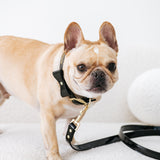 Frenchie Vegan Leather Collar, Leash, & Bow Tie Set from Frenchie Bulldog