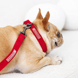 Frenchie Velvet Collar & Leash Set from Frenchie Bulldog
