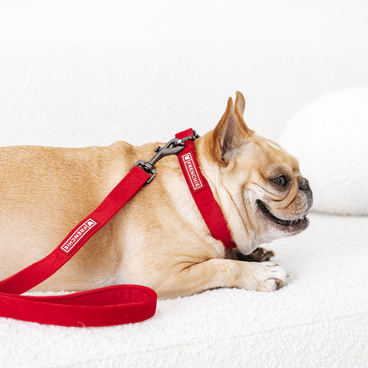 Frenchie Velvet Collar & Leash Set from Frenchie Bulldog