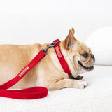 Frenchie Velvet Collar & Leash Set from Frenchie Bulldog