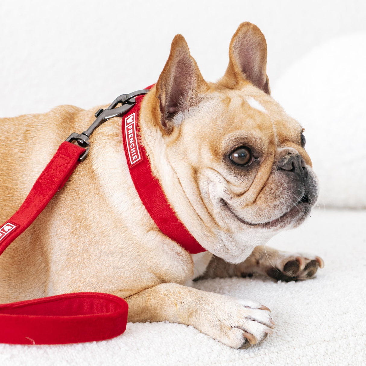Frenchie Velvet Collar & Leash Set from Frenchie Bulldog