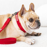 Frenchie Velvet Collar & Leash Set from Frenchie Bulldog