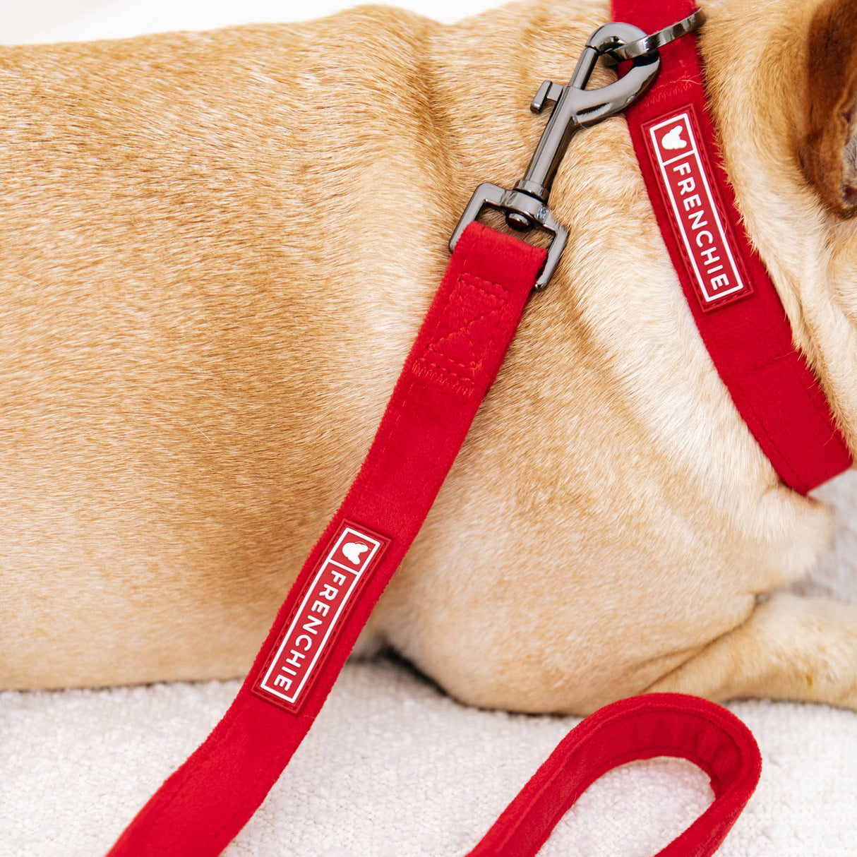Frenchie Velvet Collar & Leash Set from Frenchie Bulldog