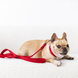Frenchie Velvet Collar & Leash Set from Frenchie Bulldog