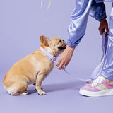 Frenchie Waterproof Collar - Violet from Frenchie Bulldog