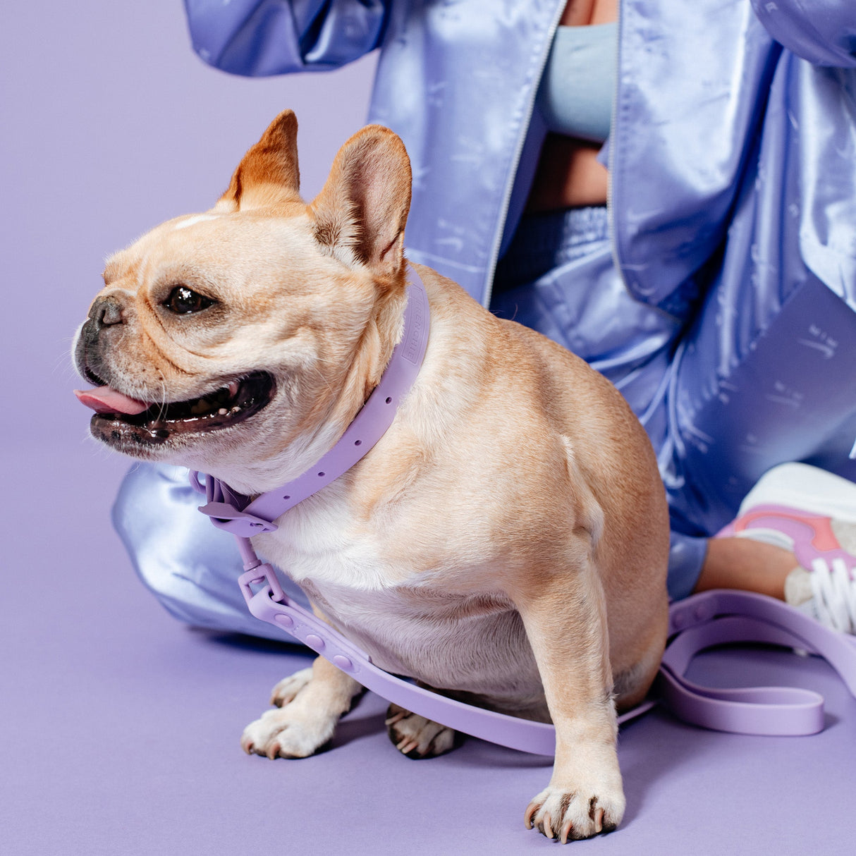 Frenchie Waterproof Collar - Violet from Frenchie Bulldog