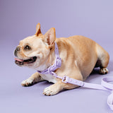 Frenchie Waterproof Collar - Violet from Frenchie Bulldog