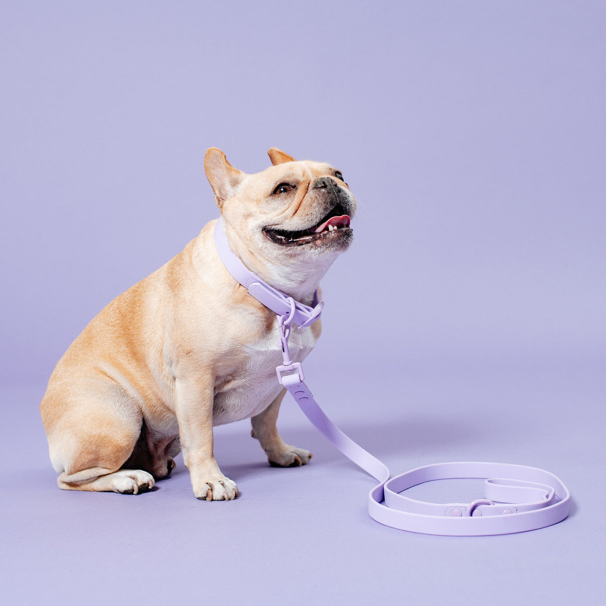 Frenchie Waterproof Collar - Violet from Frenchie Bulldog