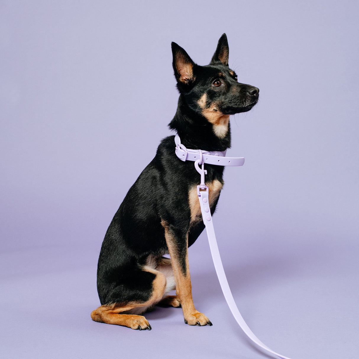 Frenchie Waterproof Collar - Violet from Frenchie Bulldog