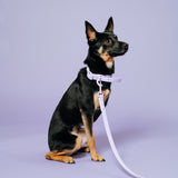 Frenchie Waterproof Collar - Violet from Frenchie Bulldog