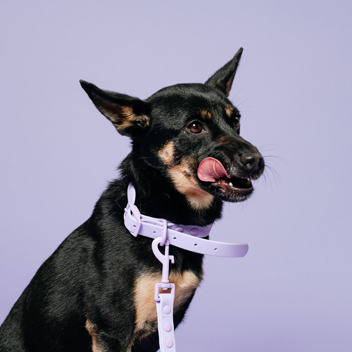 Frenchie Waterproof Collar - Violet from Frenchie Bulldog