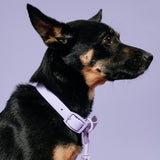 Frenchie Waterproof Collar - Violet from Frenchie Bulldog