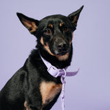 Frenchie Waterproof Collar - Violet from Frenchie Bulldog