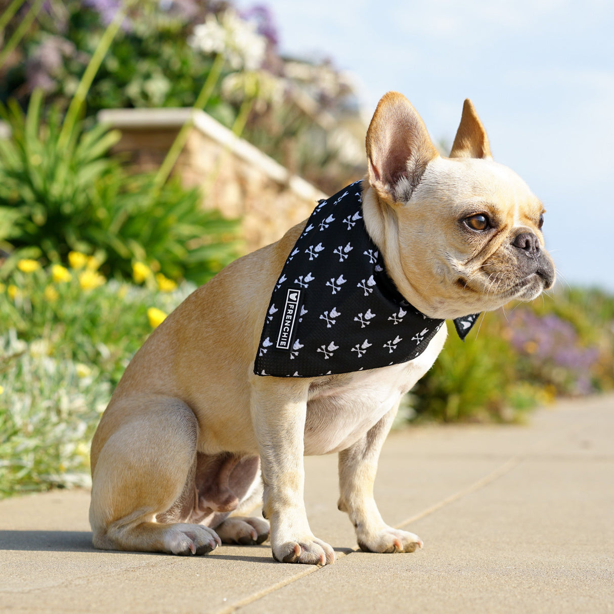 Frenchie Cooling Bandana - Bad To The Bone from Frenchie Bulldog