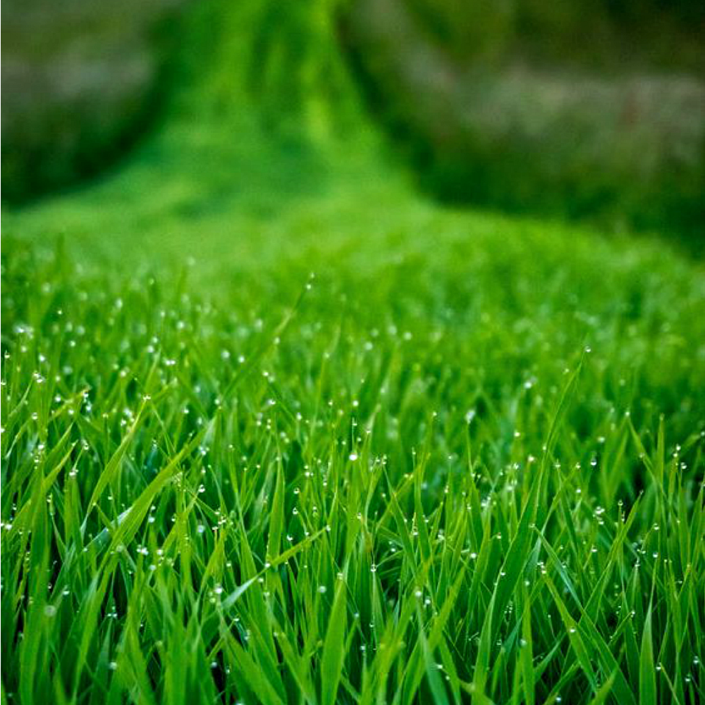 Fresh Cut Grass from Wicked Good Perfume