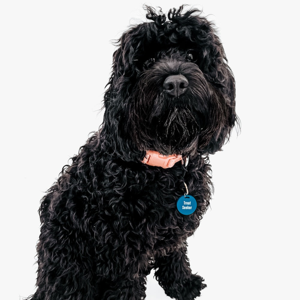 Gus & Co - Dog Tag and Keychain Set from Pretty Simple