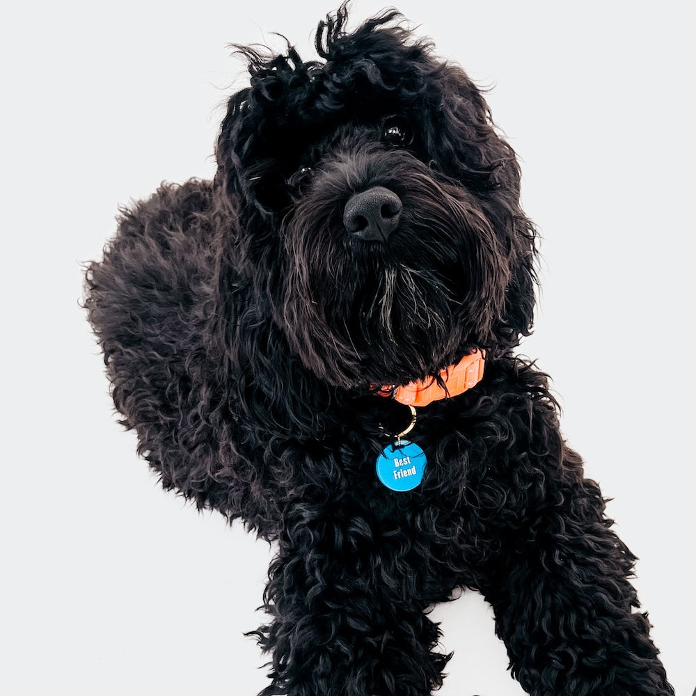 Gus & Co - Dog Tag and Keychain Set from Pretty Simple