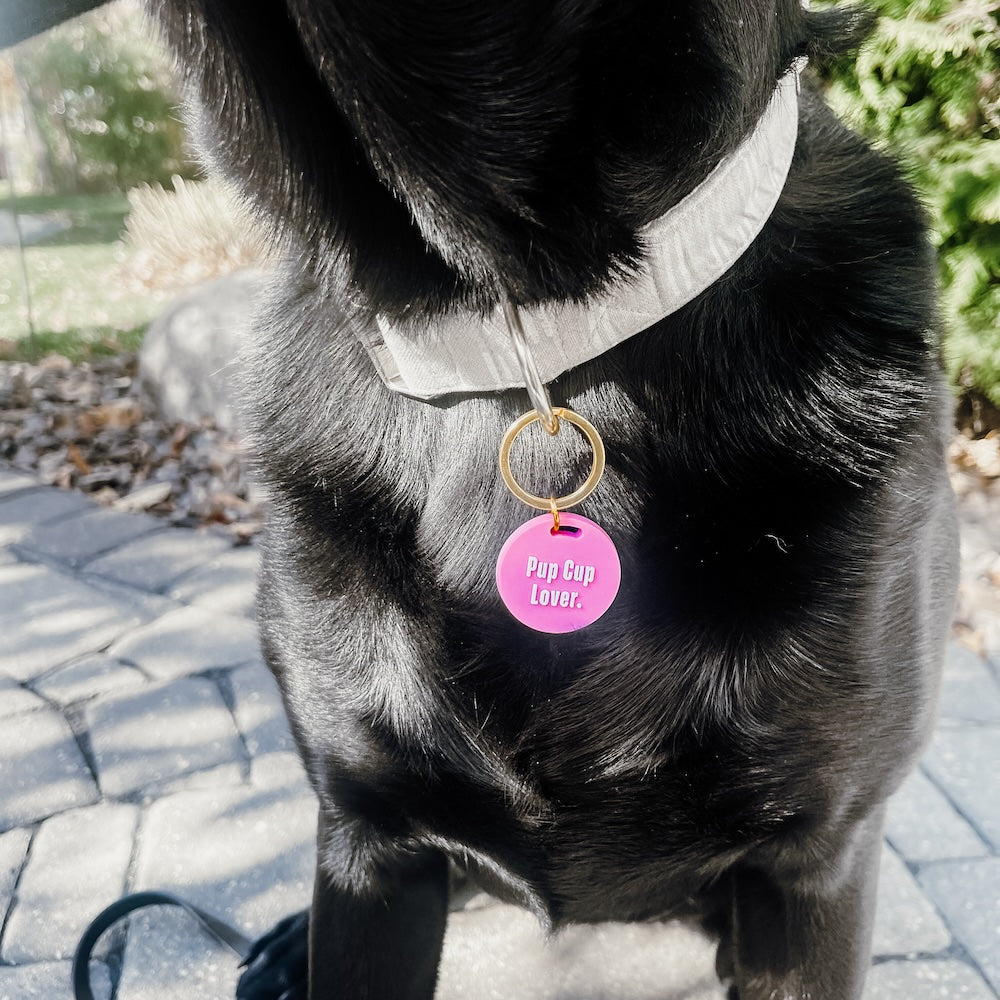 Gus & Co - Dog Tag and Keychain Set from Pretty Simple