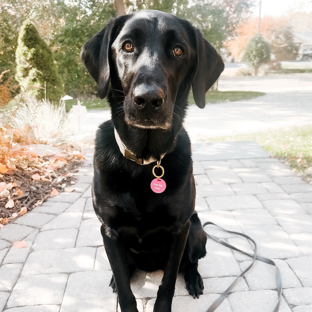 Gus & Co - Dog Tag and Keychain Set from Pretty Simple