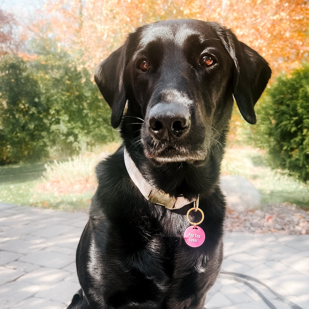 Gus & Co - Dog Tag and Keychain Set from Pretty Simple