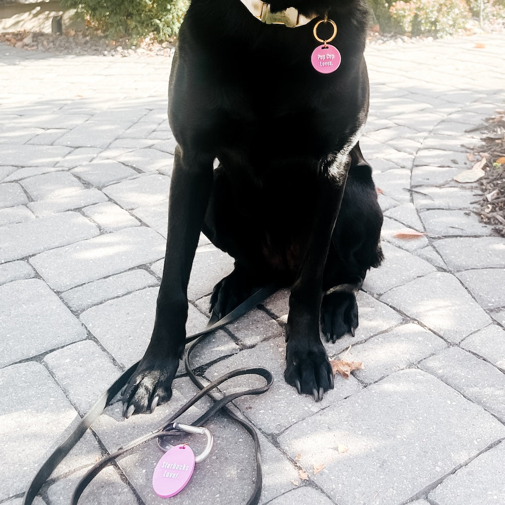 Gus & Co - Dog Tag and Keychain Set from Pretty Simple