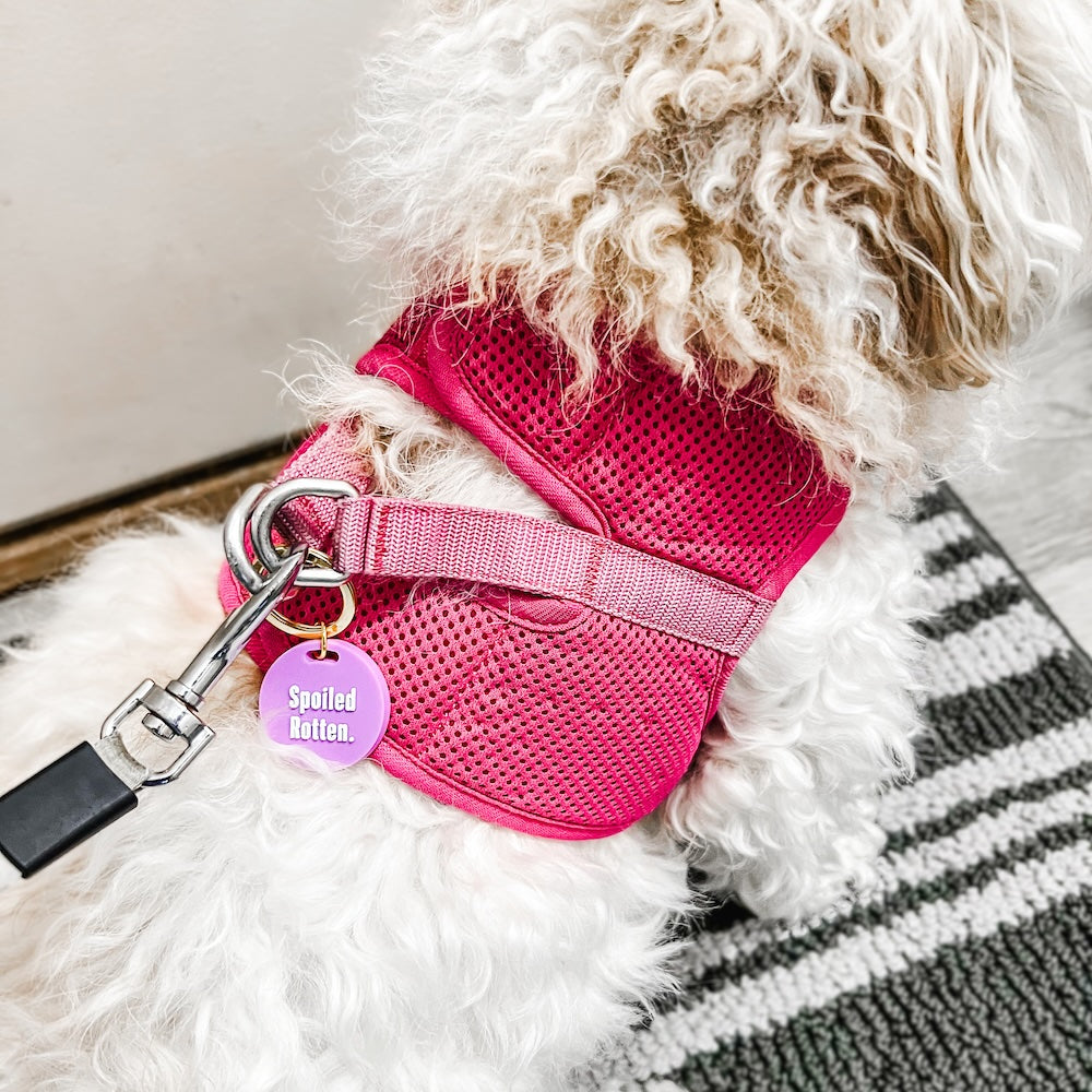 Gus & Co - Dog Tag and Keychain Set from Pretty Simple