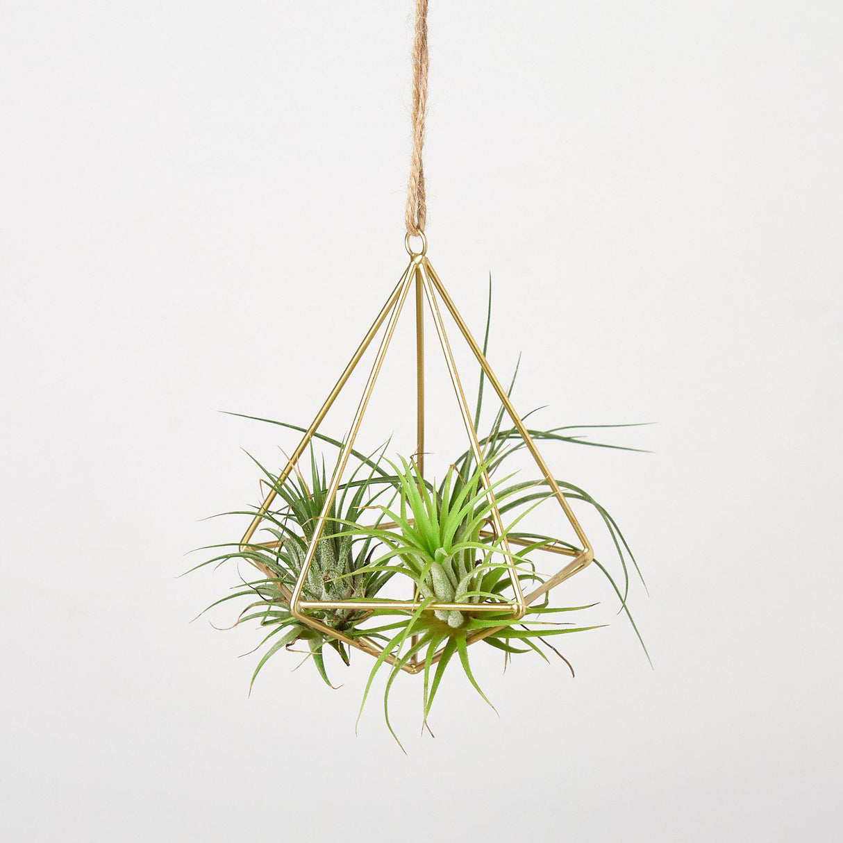 Air Plant Display Hanger - Brass From House Plant Shop