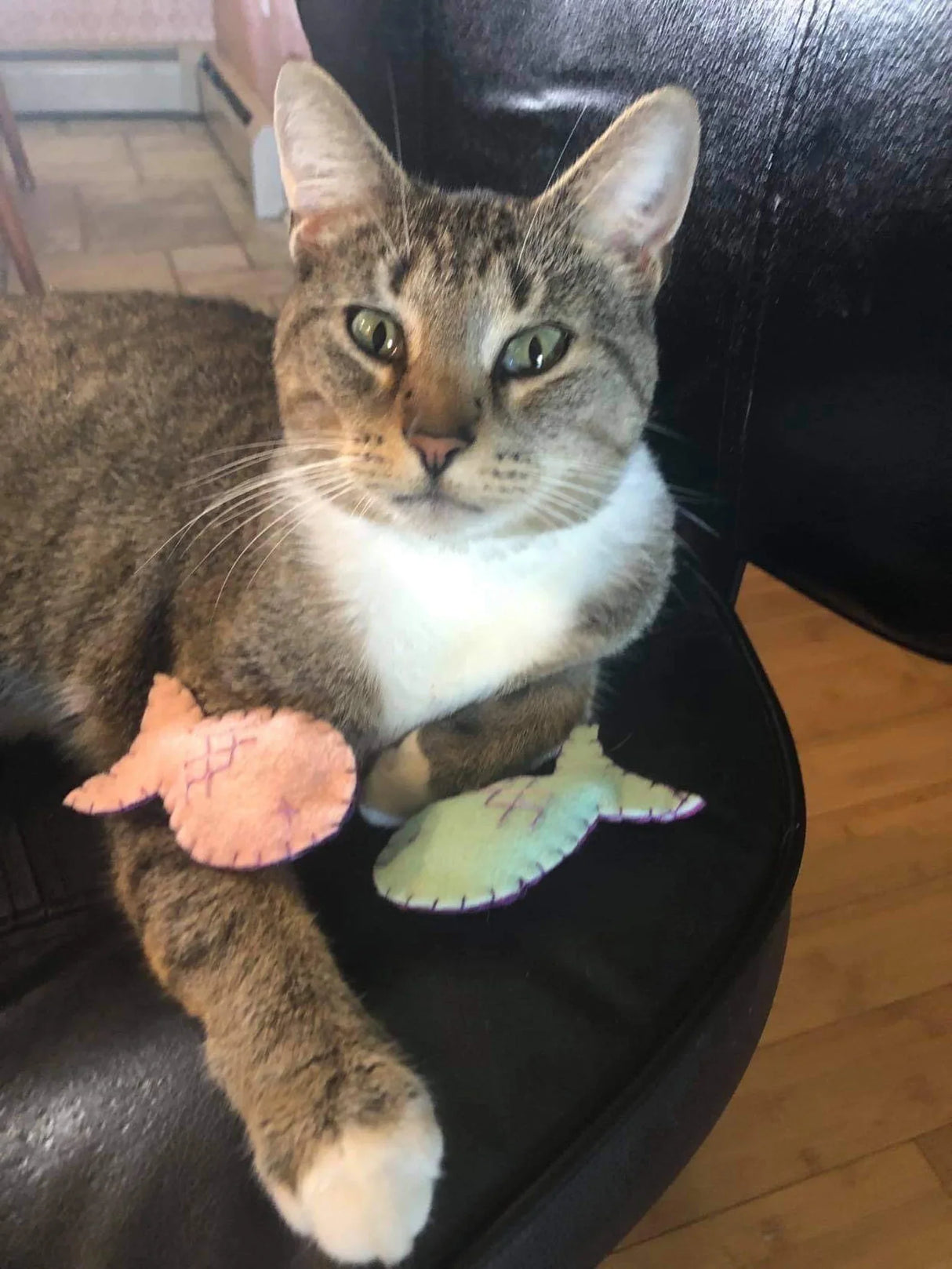 Organic Cat-Nip Fish Cat Toy! from ReNewedPet