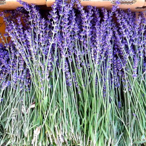 Vanilla Lavender from Wicked Good Perfume
