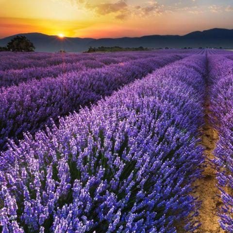 Lavender Violet from Wicked Good Perfume