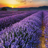 Lavender Violet from Wicked Good Perfume