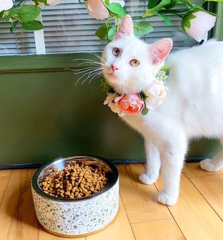 Terrazzo Modern Elevated Dog Bowl from Pet Junkie