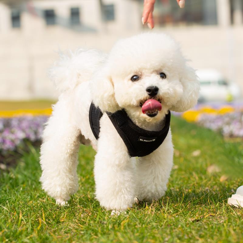 Mr. Peanut's PupTrek Harness and Leash Set,  Small Dog/Cat Soft Mesh Step In Harness Vest from Mr. Peanut's Pet Carriers