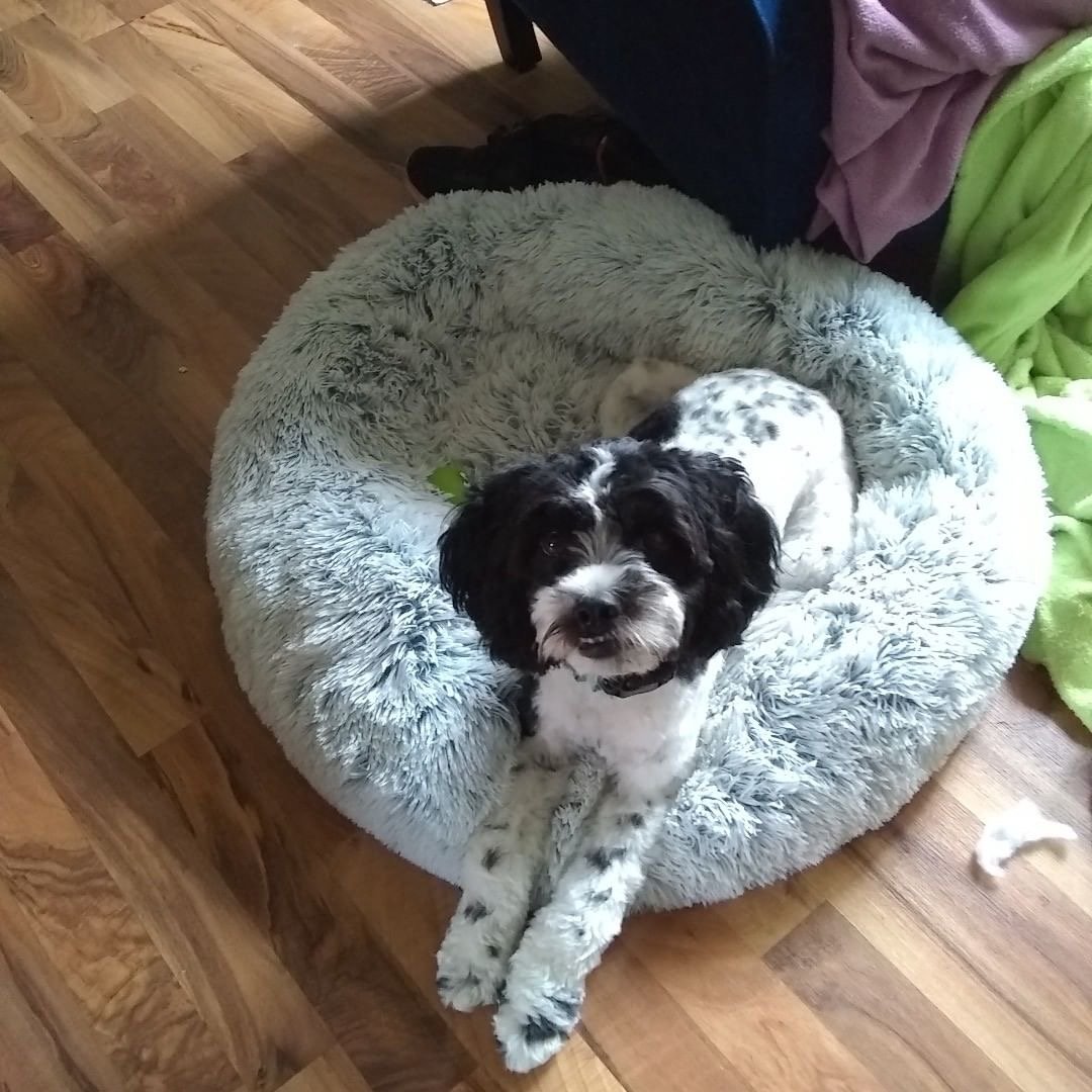 Mr. Peanut's 23" OrthoPlush® Pet Bed - Gray Two Tone from Mr. Peanut's Pet Carriers