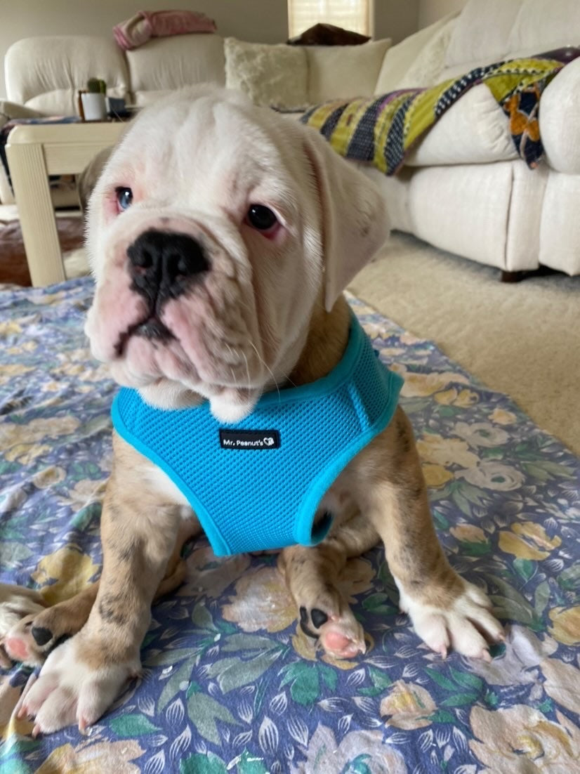 Mr. Peanut's PupTrek Harness and Leash Set,  Small Dog/Cat Soft Mesh Step In Harness Vest from Mr. Peanut's Pet Carriers