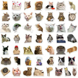 Kawaii Cat Mood Stickers - Aesthetic Decor for DIY & More from Kawaii Stop