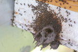 Pili Hunters™ Raw Piliwot Honey from Pili Hunters