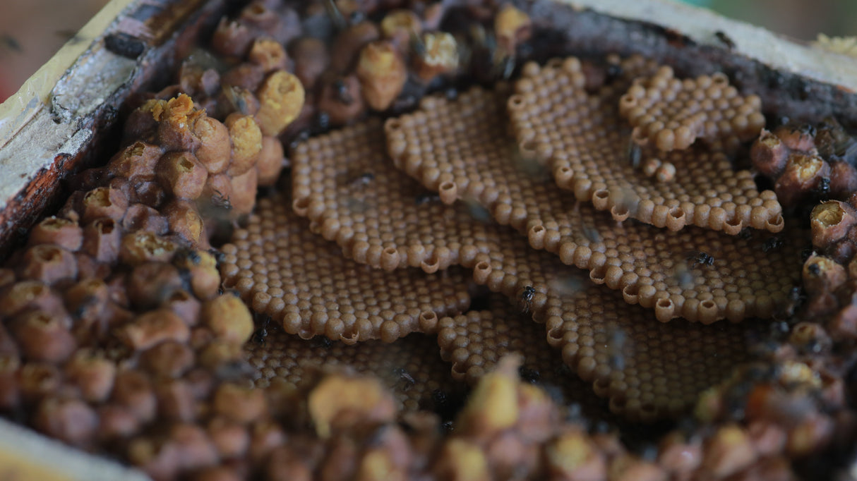 Pili Hunters™ Raw Piliwot Honey from Pili Hunters