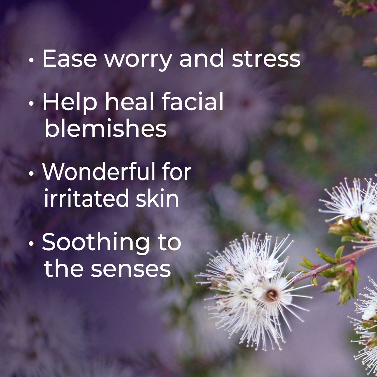 Kunzea Essential Oil from Plant Therapy
