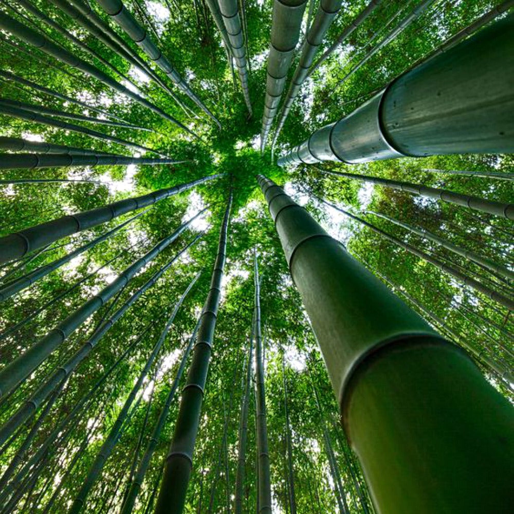 Lucky Bamboo from Wicked Good Perfume