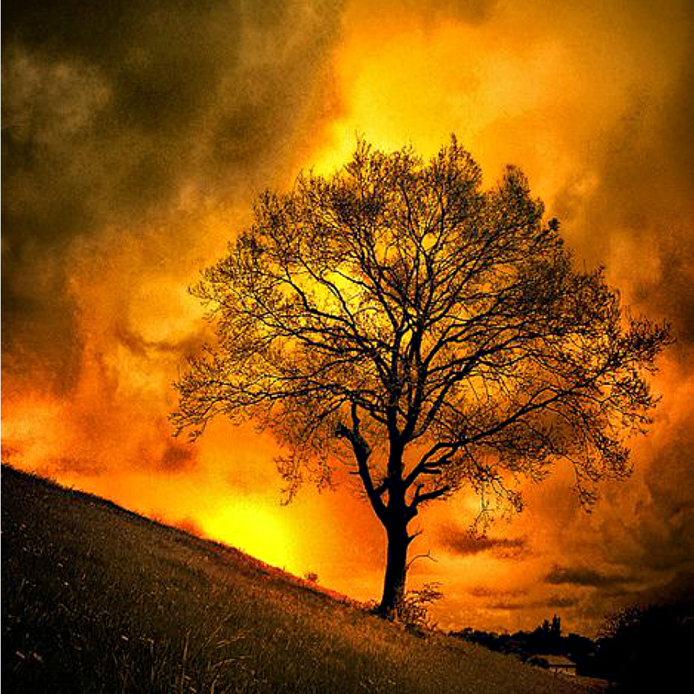 Fire Tree from Wicked Good Perfume