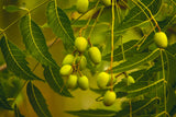 The Original Organic Handmade Neem Oil Soap from Sweet Harvest Farms