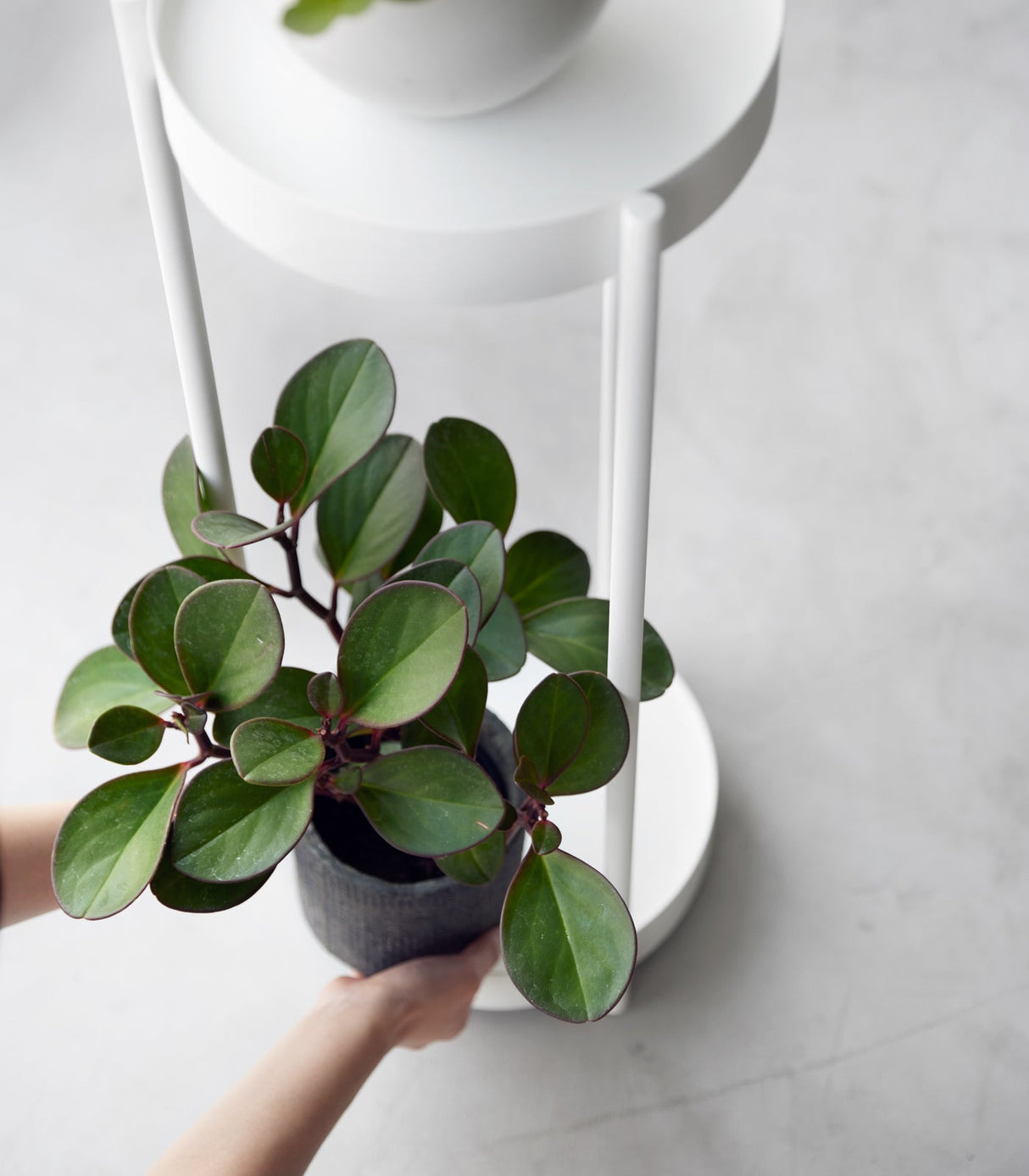 Two-Tier Rolling Plant Stand (28" H)  - Steel from Yamazaki Home