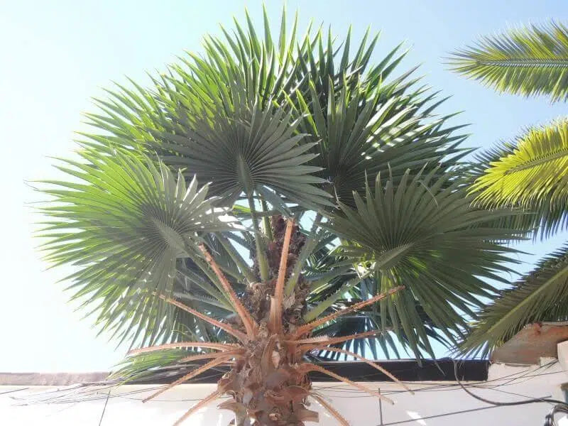 Tall Artificial Mexican Fan Palm Tree (13ft - 23ft) UV Resistant (10-12 Week Back Order) from Designer Plants USA