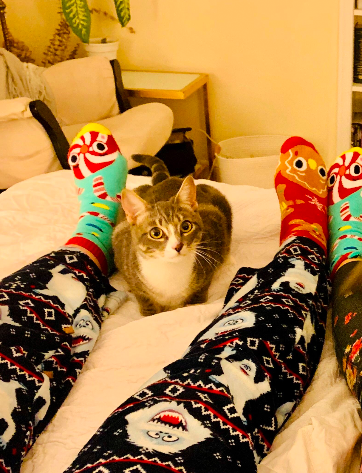 ADULT GINGERBREAD & CANDY CANE CHRISTMAS SOCKS from Pals Socks