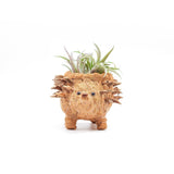 Baby Hedgehog Plant Pot - Handmade Planters | from LIKHÂ