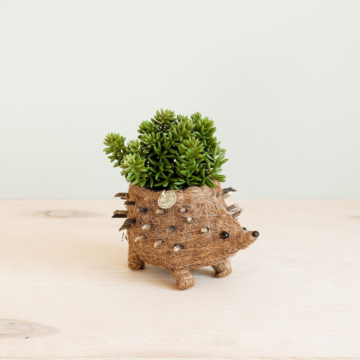 Baby Hedgehog Plant Pot - Handmade Planters | from LIKHÂ