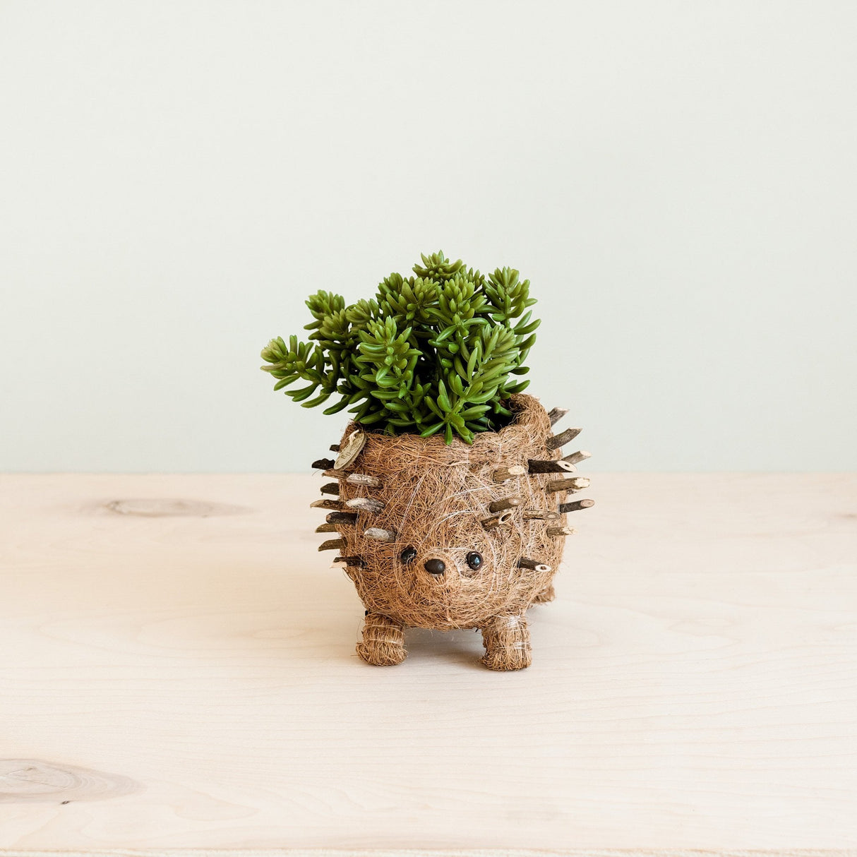 Baby Hedgehog Plant Pot - Handmade Planters | from LIKHÂ