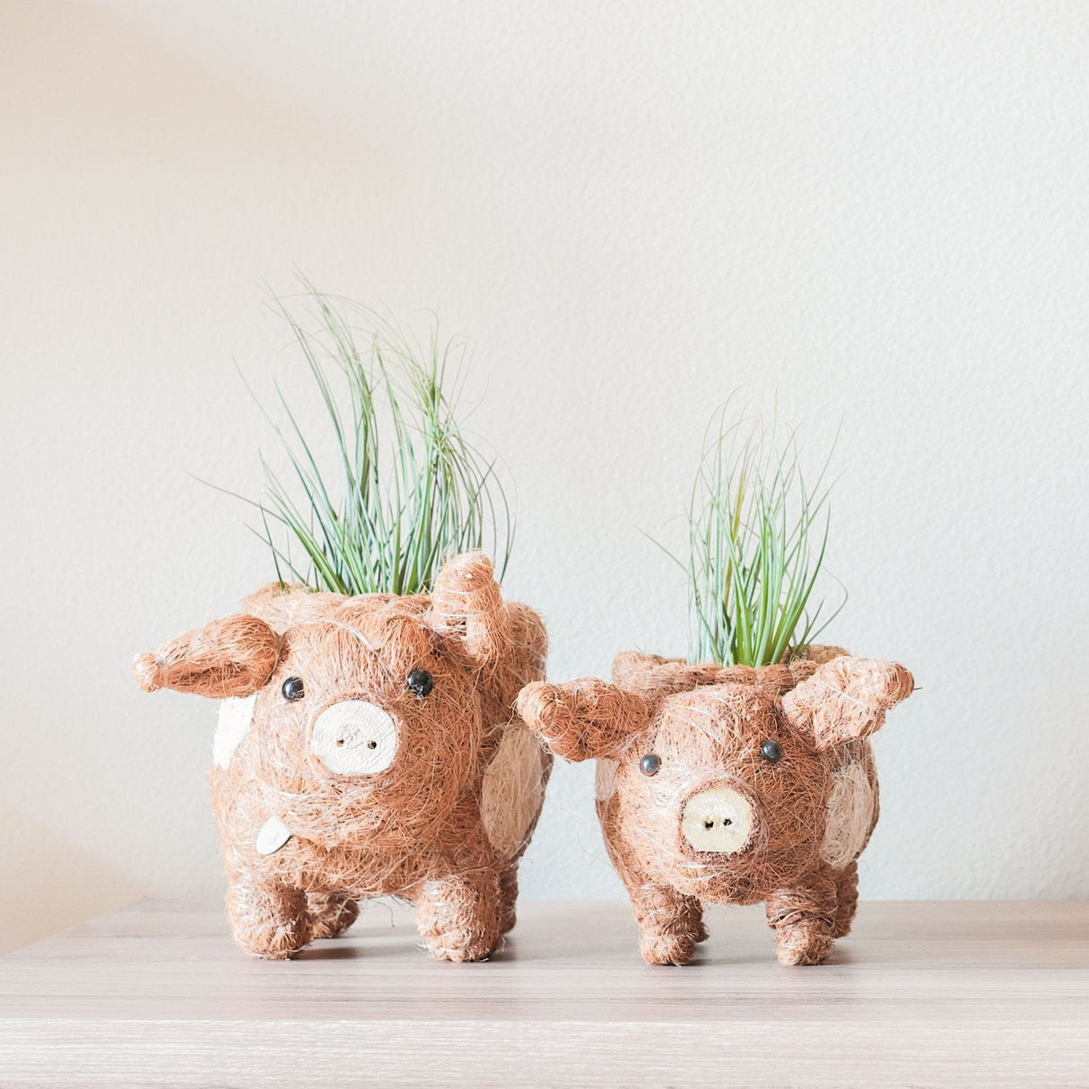 Baby Pig Succulent Pot - Handmade Planters | from LIKHÂ